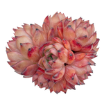 Echeveria Nomad, Large Mature Specimen Cluster