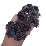 Echeveria Flower Rose Cristata