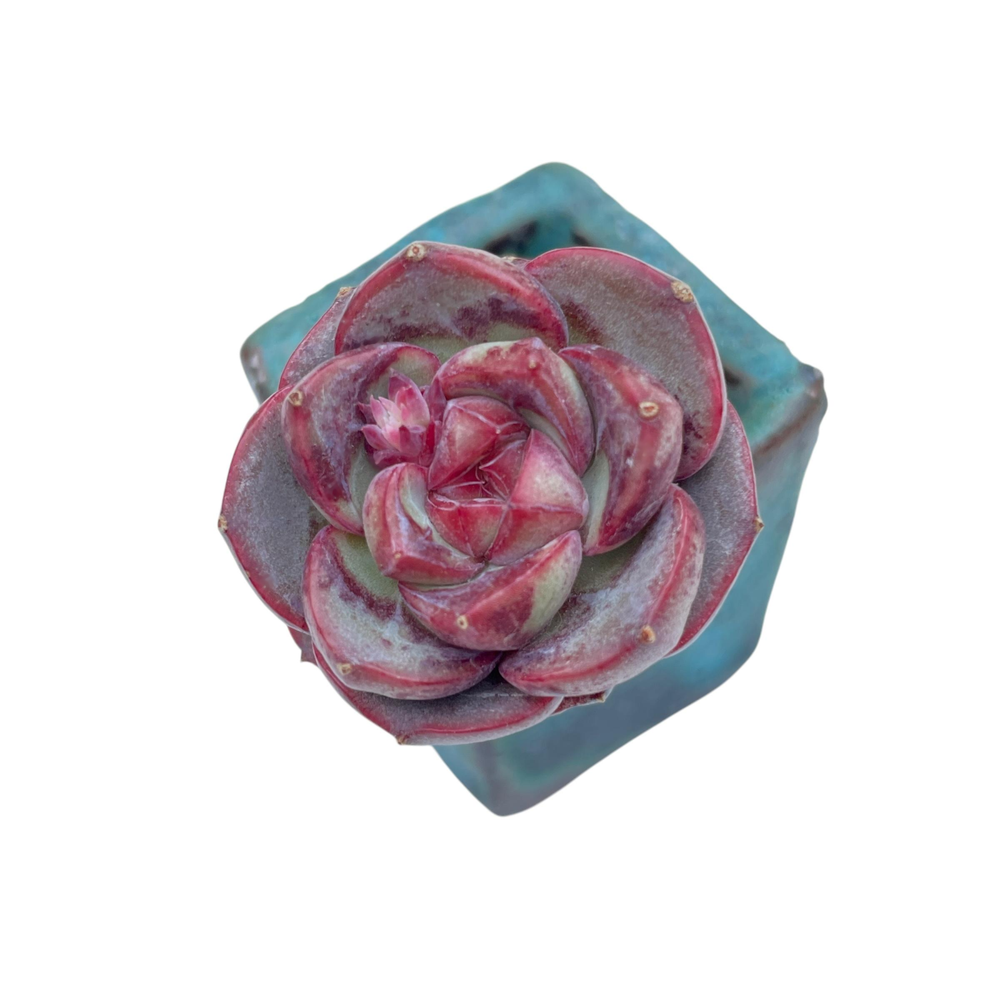 Echeveria German Rose