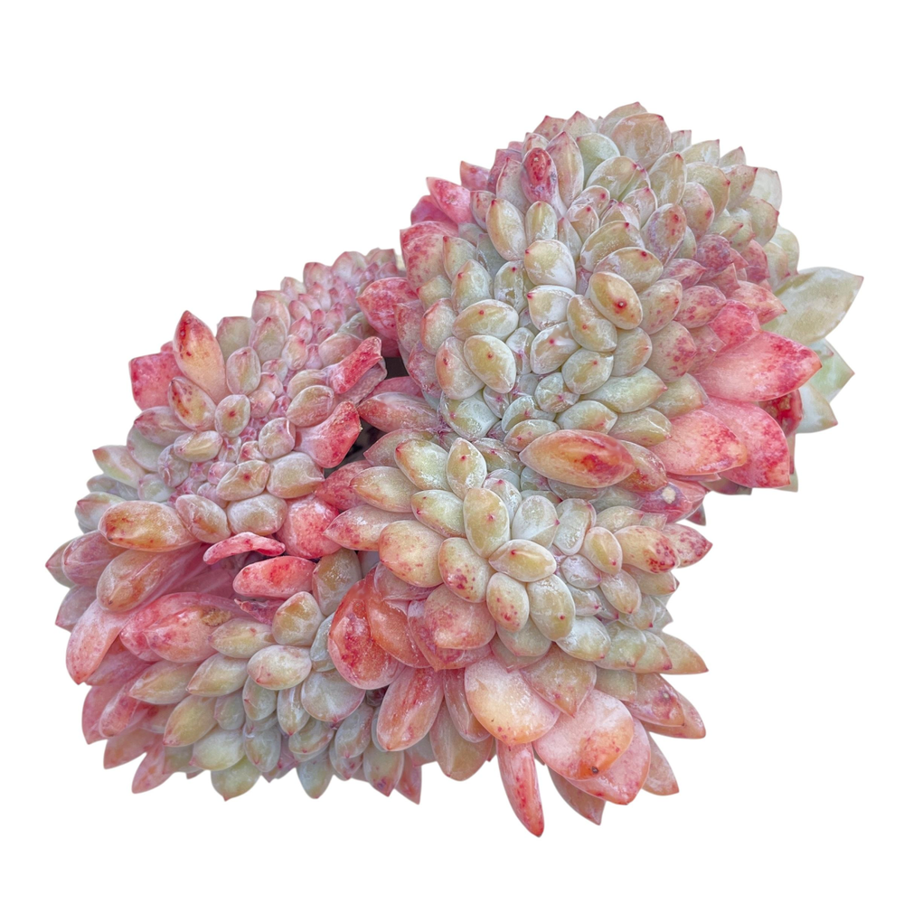 Echeveria Orange Monroe Cristata