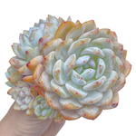 Echeveria Orange Monroe 7" Specimen Cluster