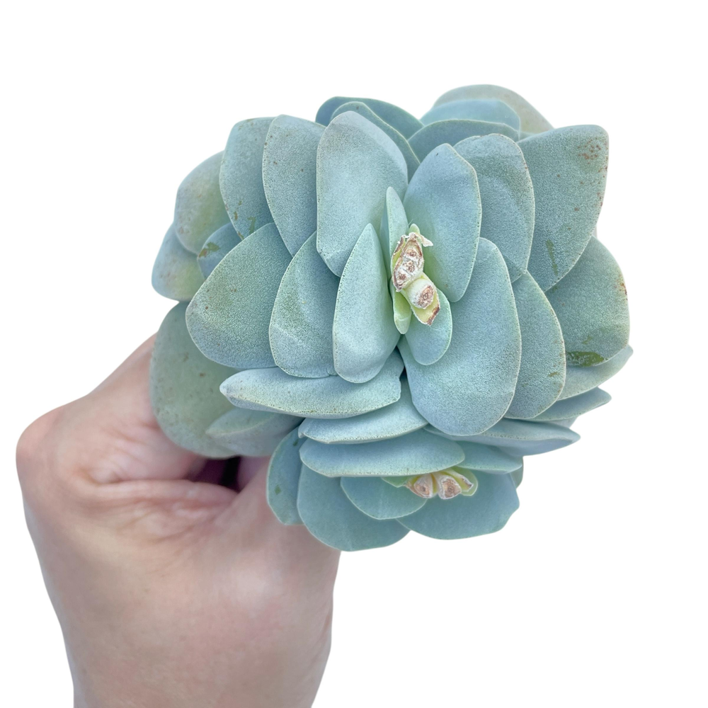 Crassula Morgan's Beauty, Mature, Large Cluster