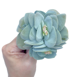 Crassula Morgan's Beauty, Mature, Large Cluster