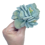 Crassula Morgan's Beauty, Mature, Large Cluster