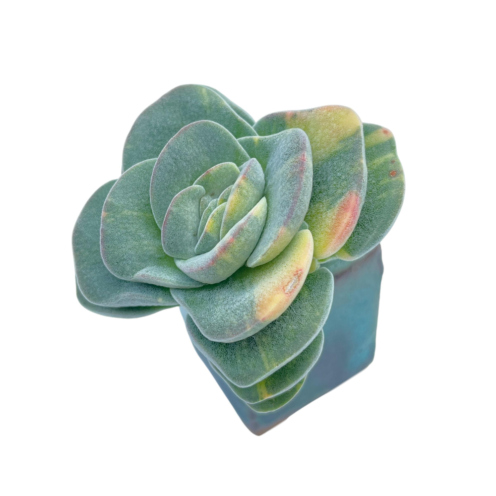 Crassula Violetta, Variegata