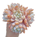 Echeveria Orange Monroe Cluster