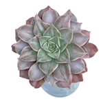 Graptopetalum Bellum, Variegata