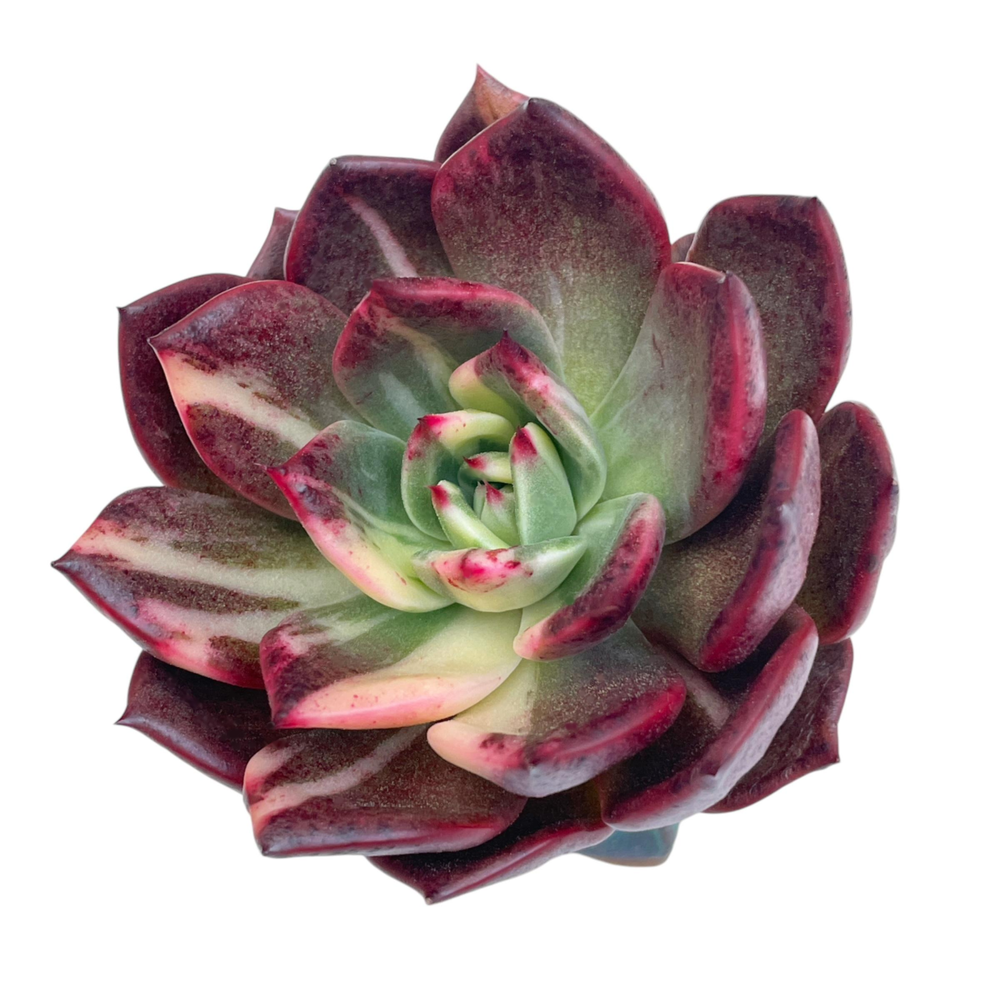 Echeveria 'Sweet Red Candy' Variegata