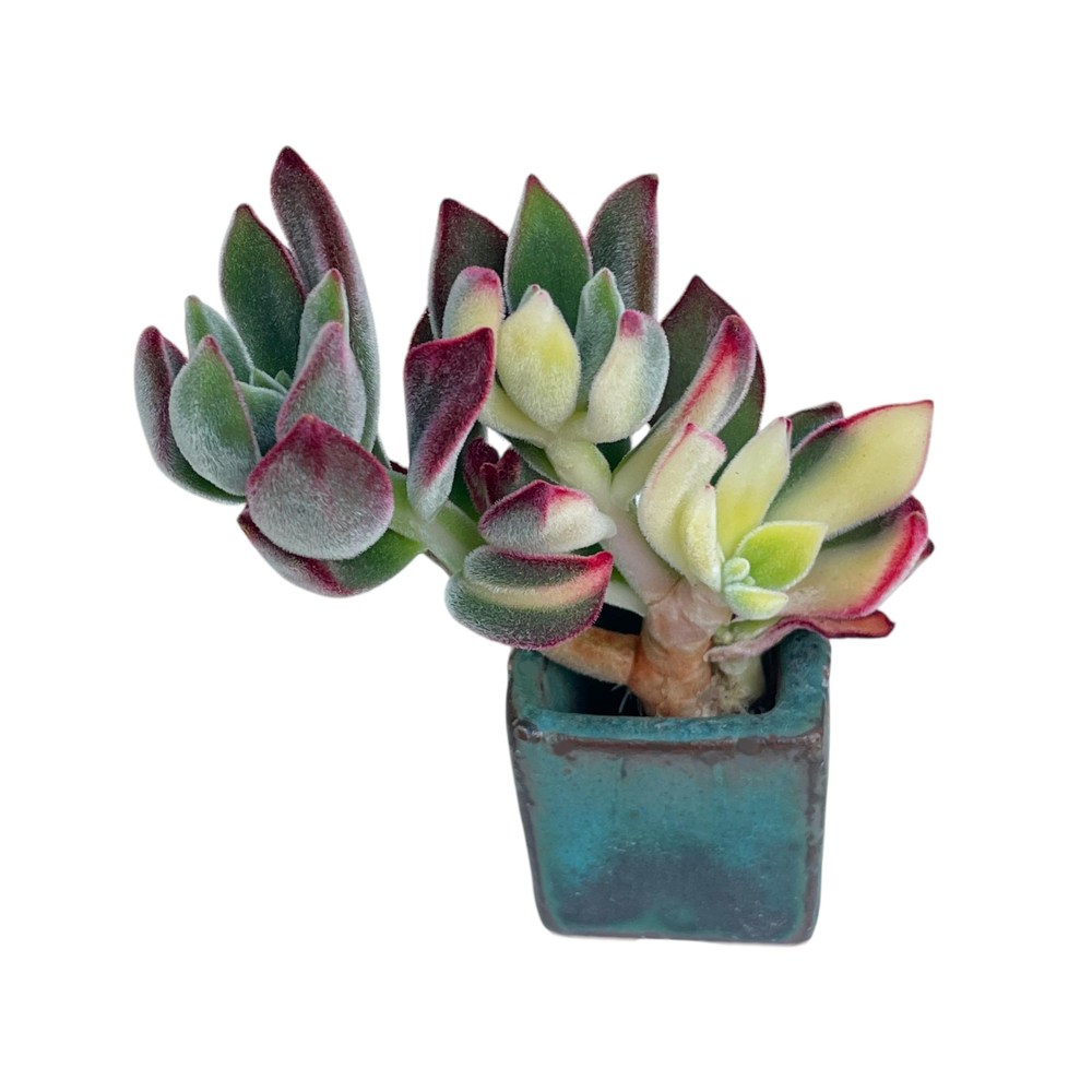 Echeveria Puli-Oliver, Variegated Branch