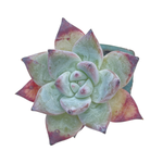 SPECIAL! JUST CART!! Echeveria Colorata Hybrid
