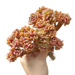 Echeveria Zestar, Mature Crest