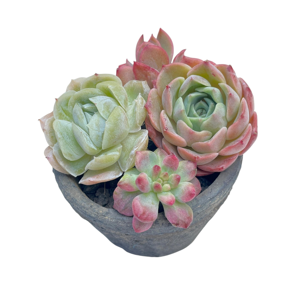 Small Assorted + Pot and Soil