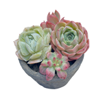 Small Assorted + Pot and Soil