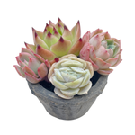 Small Assorted + Pot and Soil