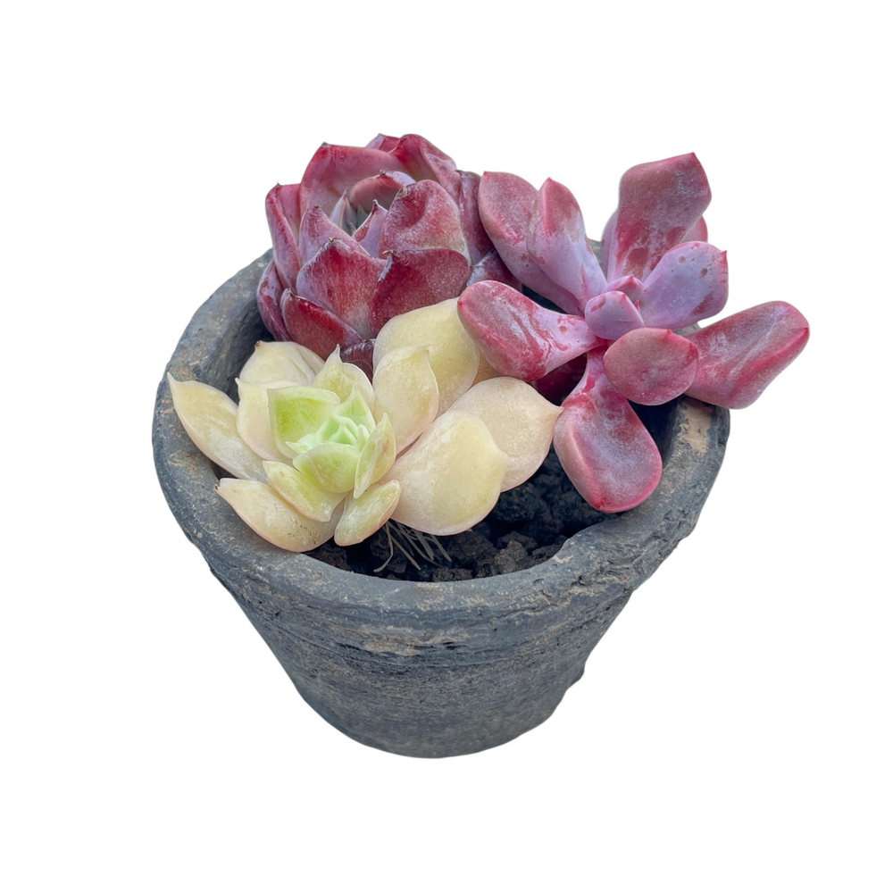 Small Assorted + Pot and Soil