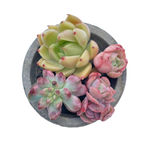 Small Assorted + Pot and Soil