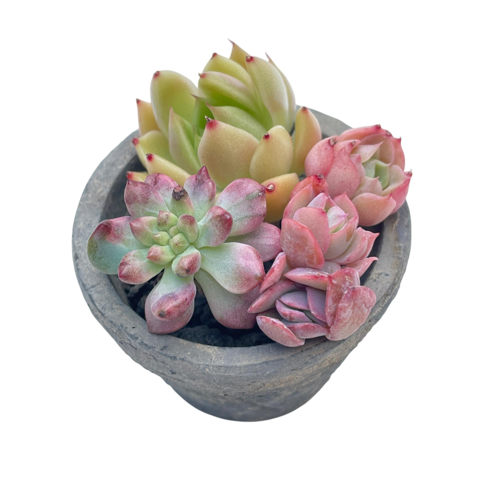 Small Assorted + Pot and Soil