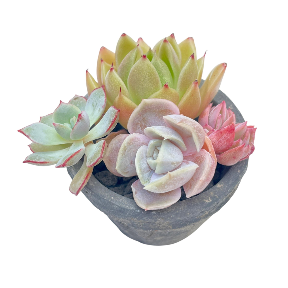 Small Assorted + Pot and Soil