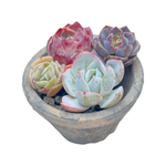 Small Assorted + Pot and Soil