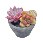 Small Assorted + Pot and Soil
