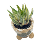 Mini Jurian Handmade Pot + Haworthia Fasciata, Variegata