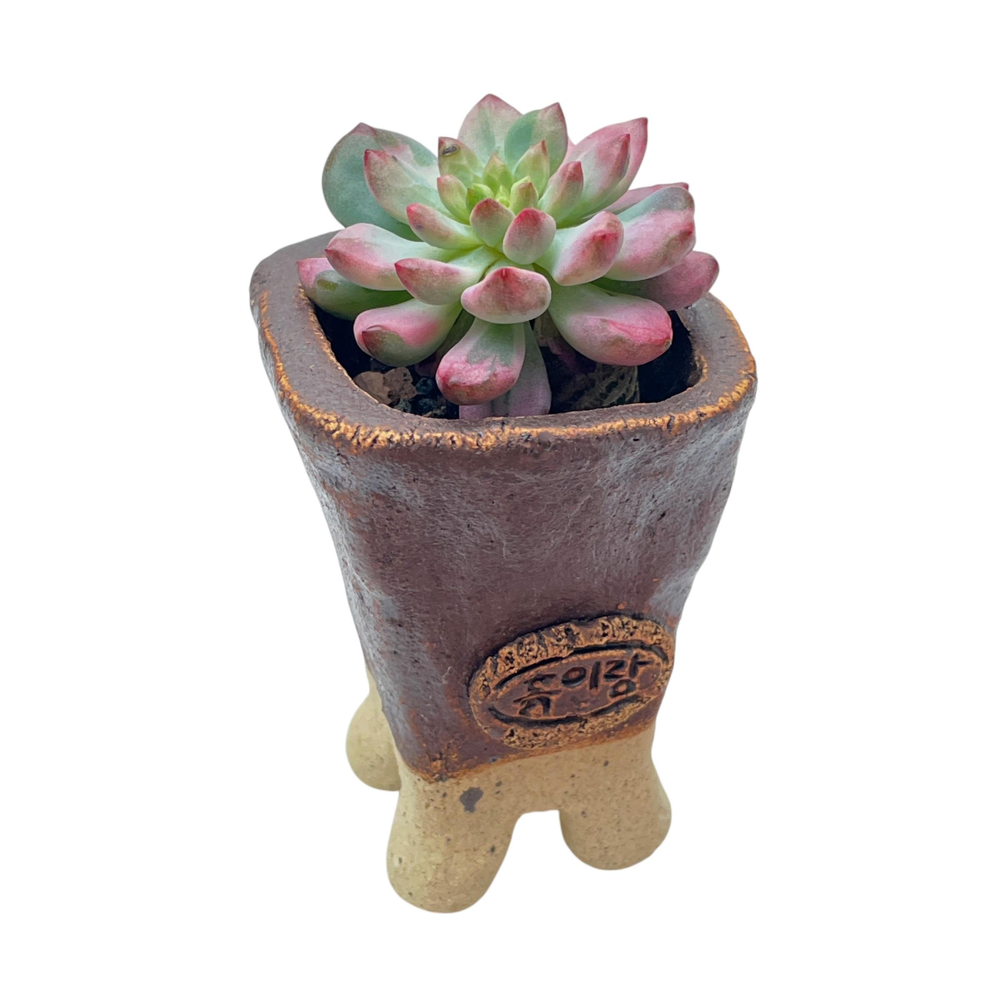 Mini Jurian Handmade Pot + Sedeveria Blue Elf, Variegated Cutting