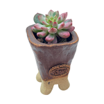 Mini Jurian Handmade Pot + Sedeveria Blue Elf, Variegated Cutting