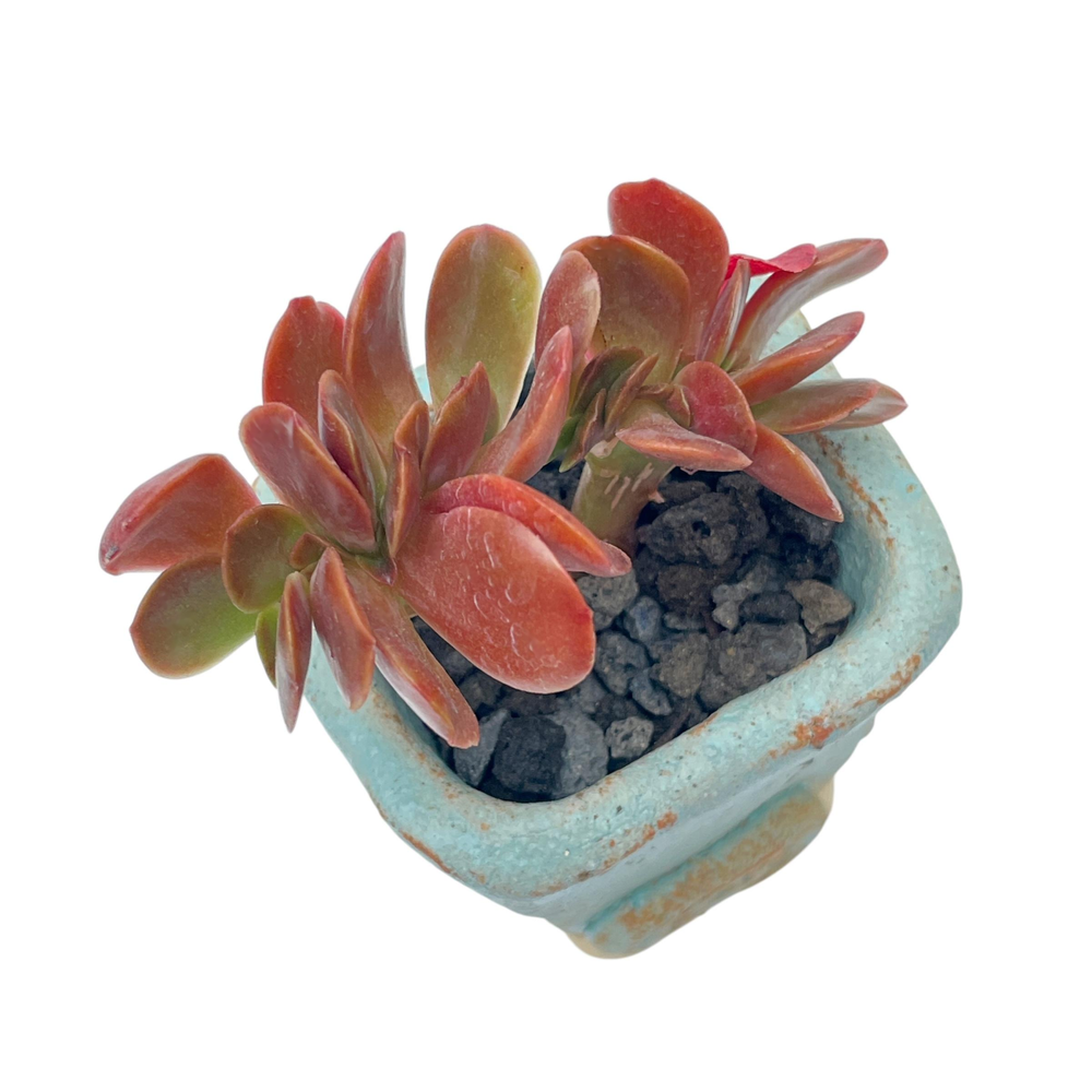 Mini Jurian Handmade Pot + Echeveria Fireball Cristata