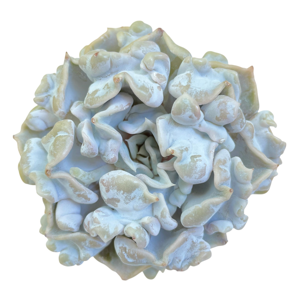 Echeveria Thriller Pearl