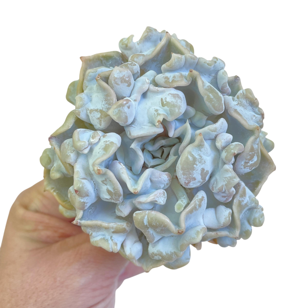 Echeveria Thriller Pearl