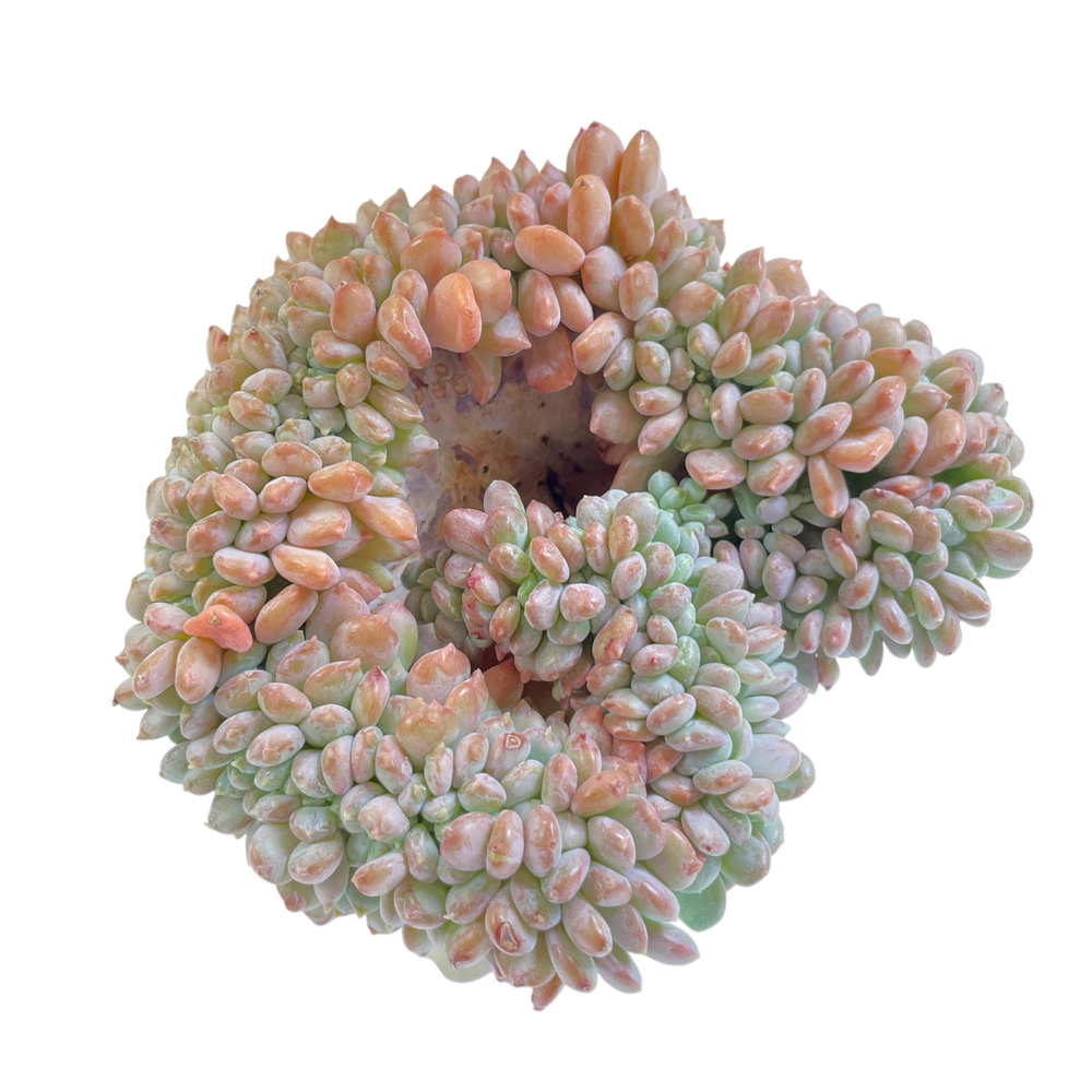 Echeveria Onyx Cristata