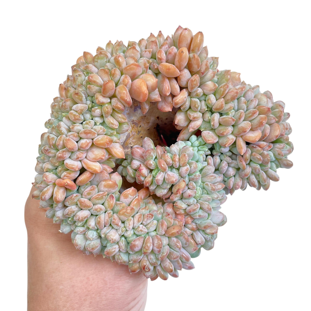 Echeveria Onyx Cristata