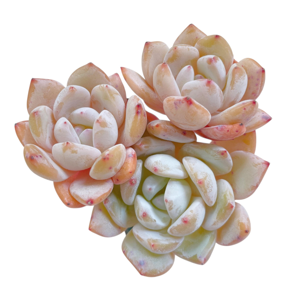 Echeveria Orange Monroe, Triple
