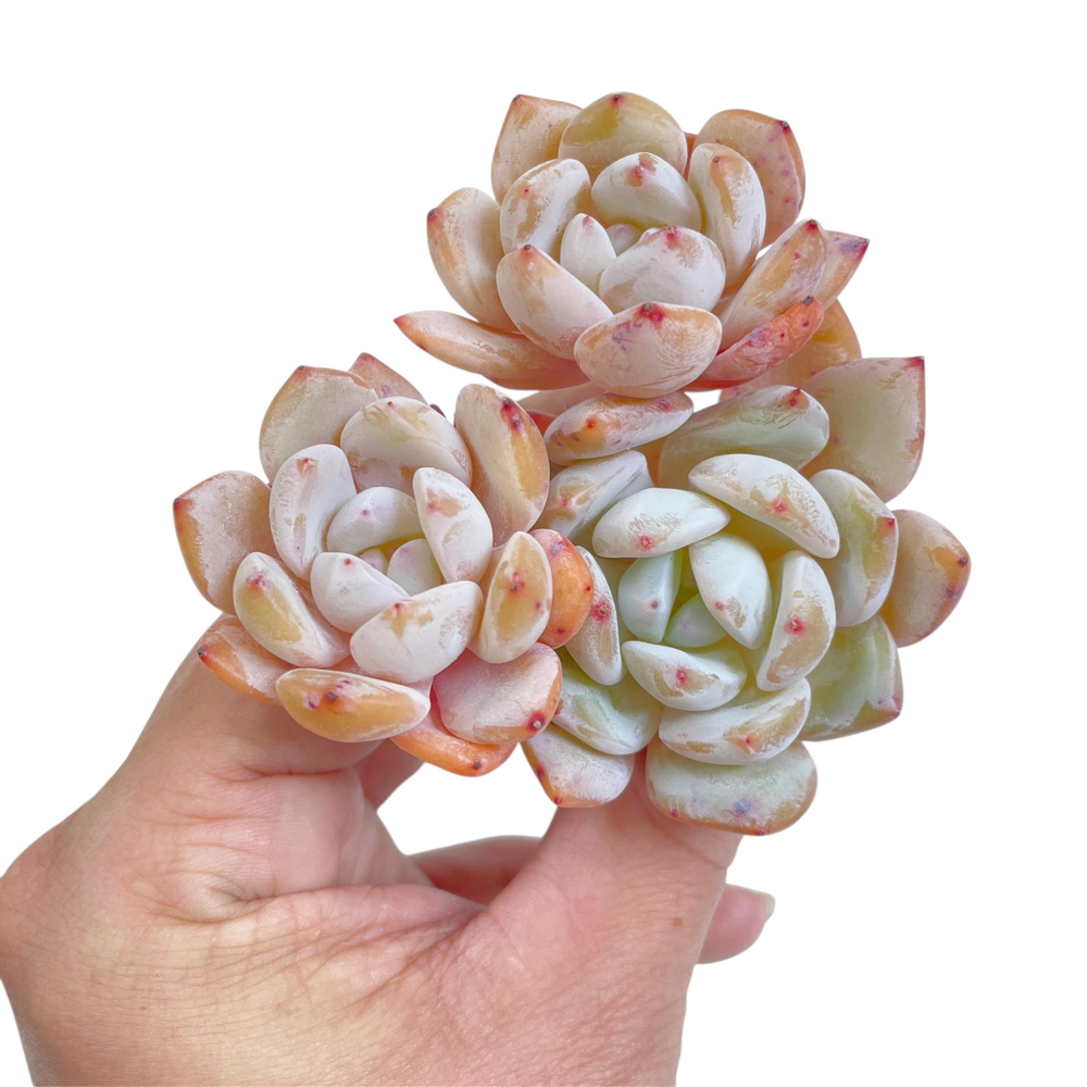 Echeveria Orange Monroe, Triple