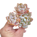 Echeveria Orange Monroe, Triple