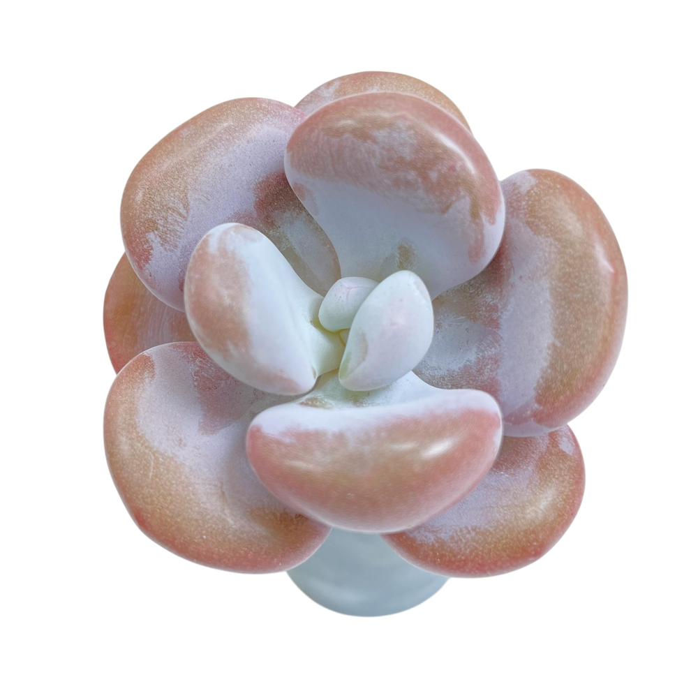 Pachyphytum Lalla