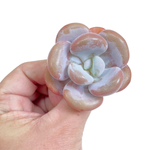 Pachyphytum Lalla