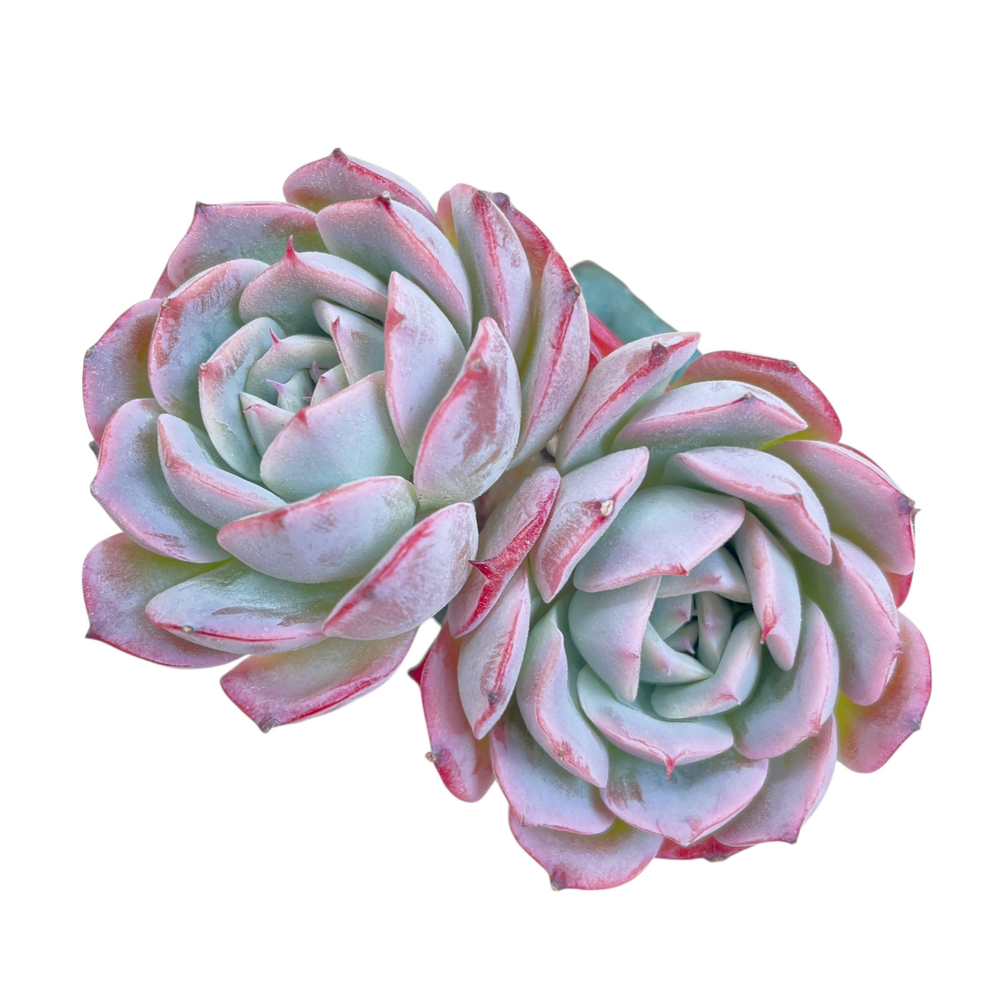 Echeveria Apink