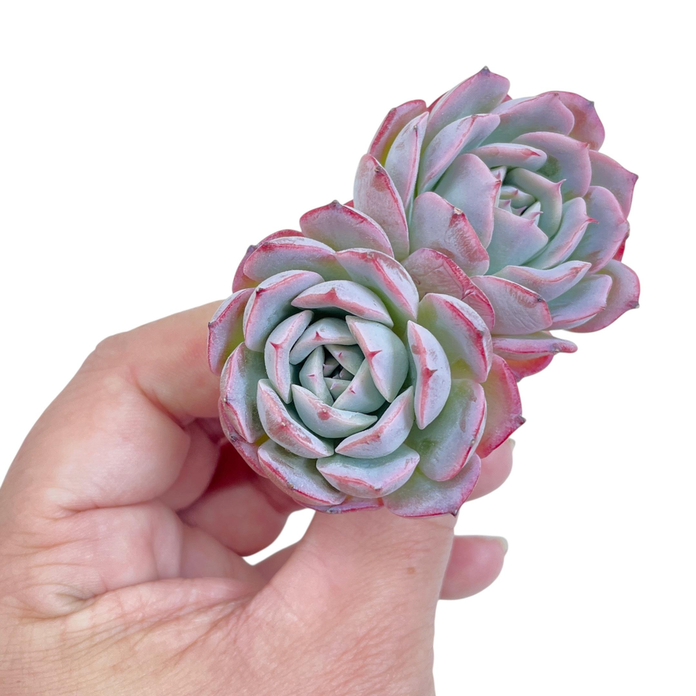 Echeveria Apink
