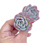 Echeveria Apink