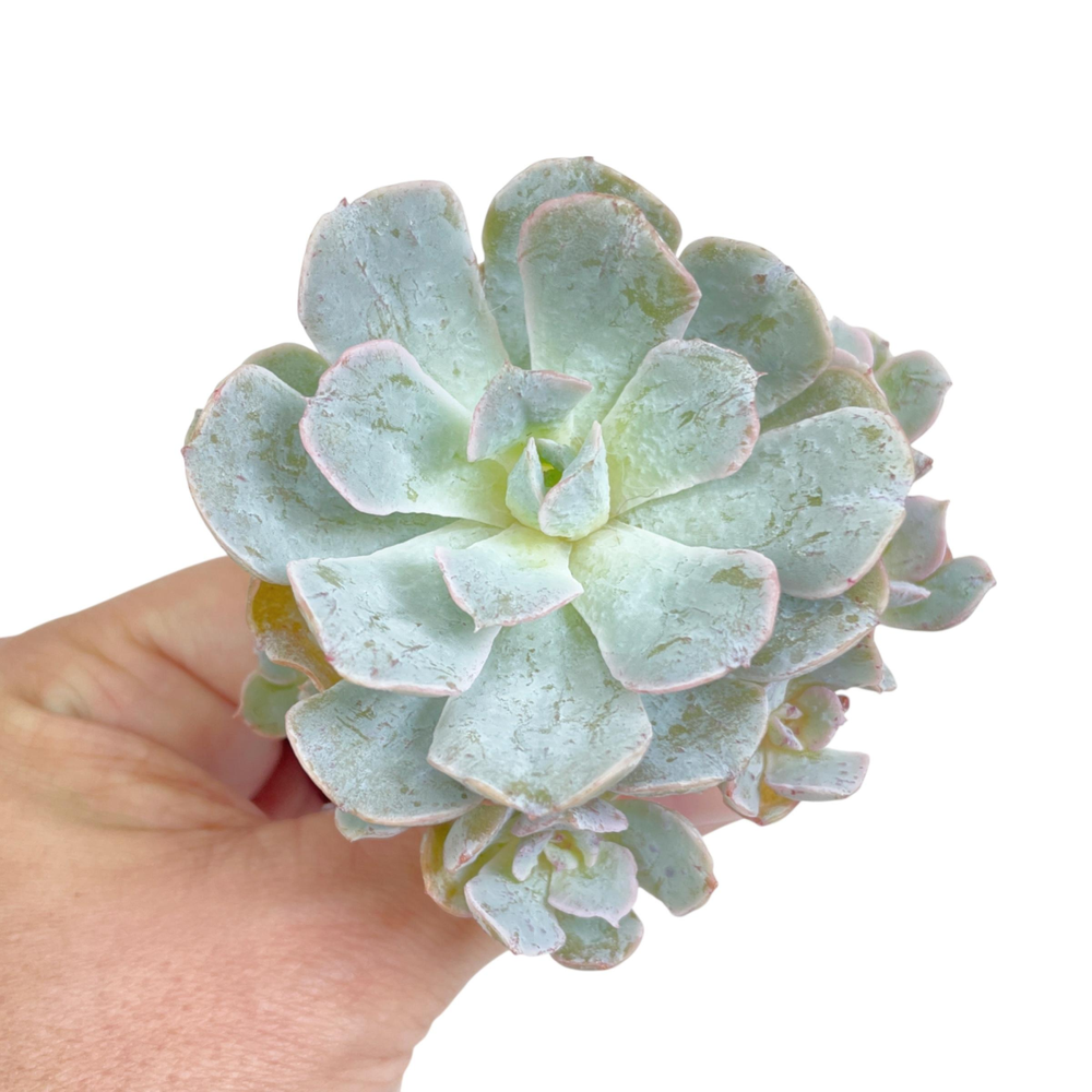 Echeveria Dr. Butterfield Cluster