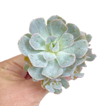 Echeveria Dr. Butterfield Cluster