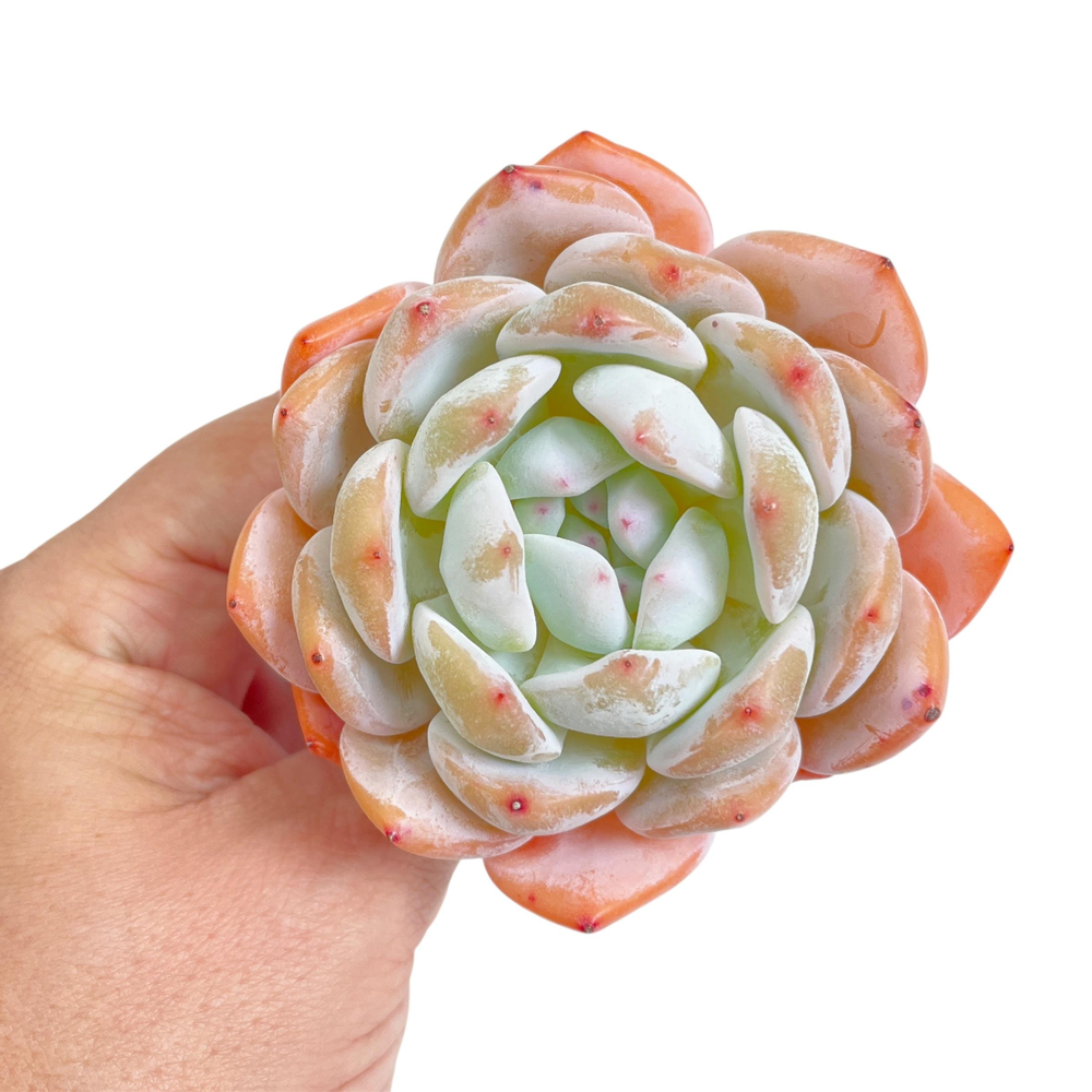 Echeveria Orange Monroe