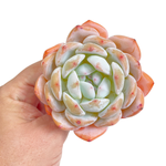 Echeveria Orange Monroe