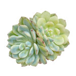 Echeveria Minima, Double
