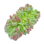 Echeveria Carol Cristata