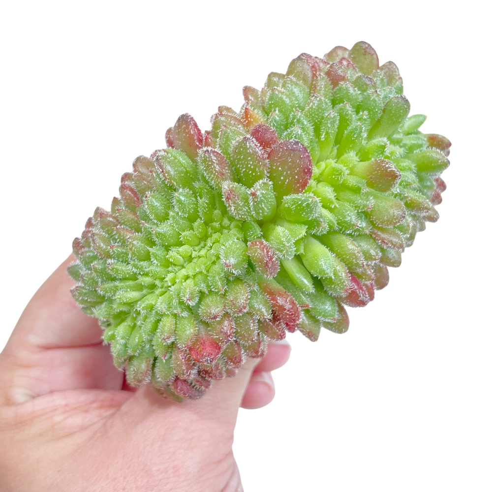 Echeveria Carol Cristata
