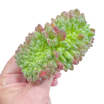 Echeveria Carol Cristata