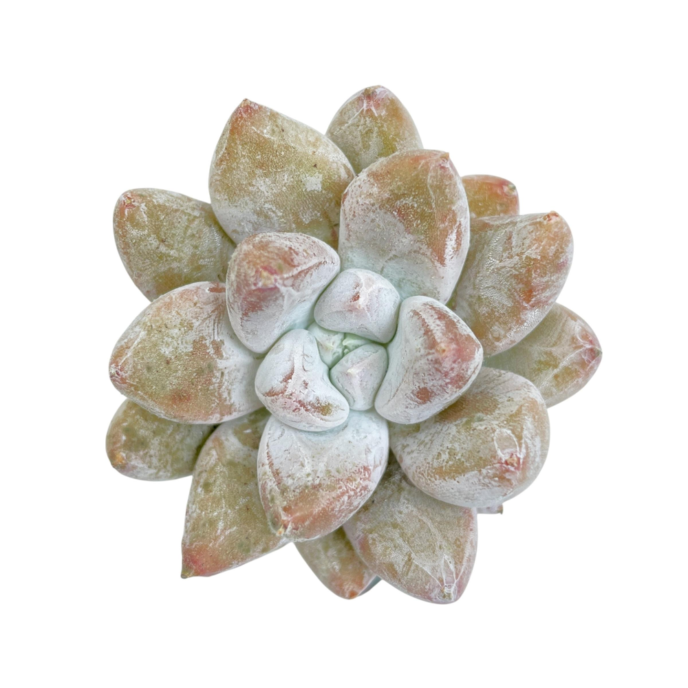 Echeveria Tolimanensis