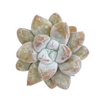 Echeveria Tolimanensis